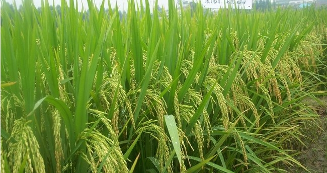 超级杂交水稻生产示范及人才培养基地建设项目2012年中央预算内投资计划